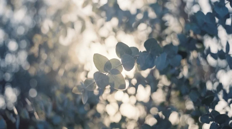 Soft eucalyptus leaves in gentle morning light